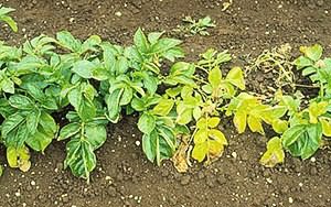 Жовте листя на картоплі