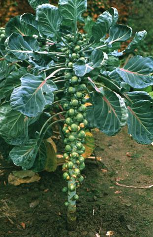 Як вирощувати брюсельську капусту: секрети успішного вирощування