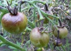 Переваги вирощування помідорів з використанням мідного купоросу