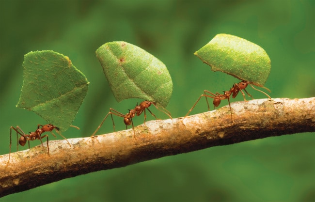 Роль мурашників у природному екосистемі