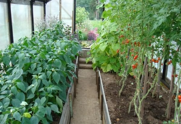 Розташуйте баазилік та огірки поруч з помідорами для покращення смаку і росту рослин