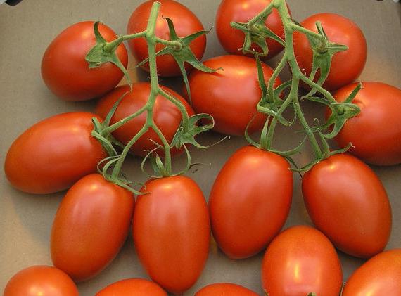 Ранні сорти помідорів: найкращі види та поради по вирощуванню