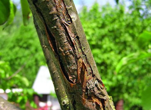 Як лікувати пошкоджений стовбур дерева?