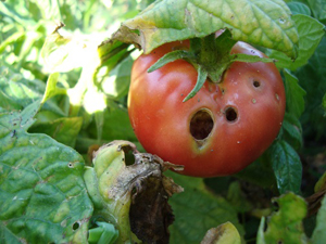 Совка на помідорах: причини появи і методи боротьби