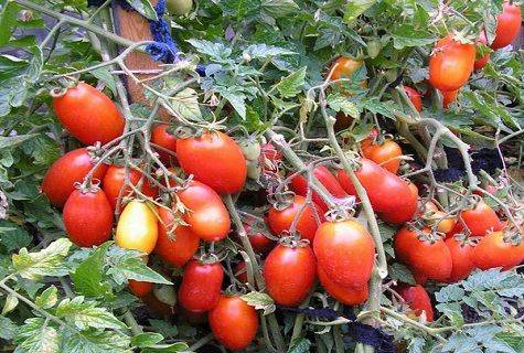 Кібіц: детальна характеристика томата, агротехнологія вирощування та переваги сорту