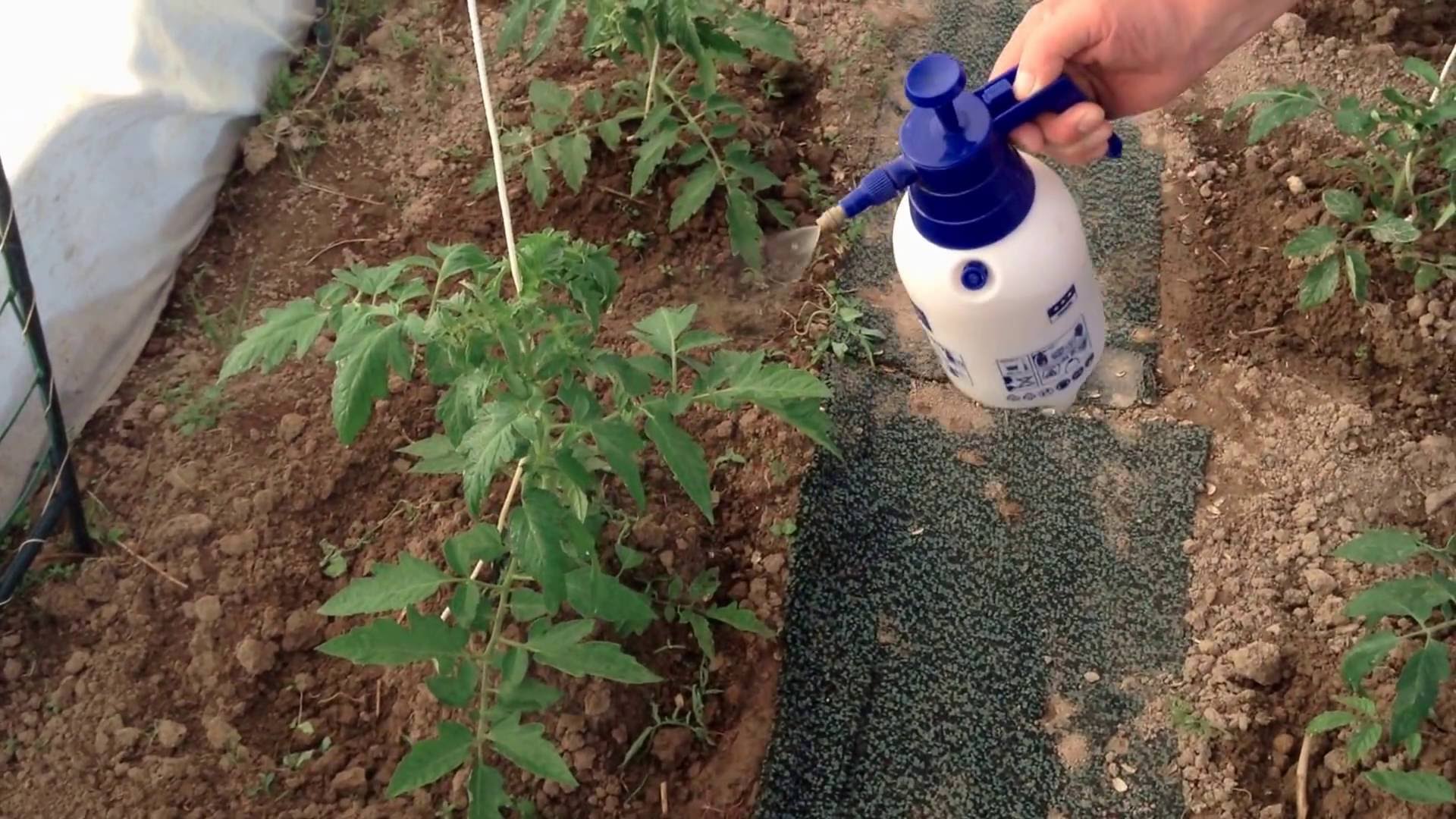Вплив на ріст і розвиток томатних рослин