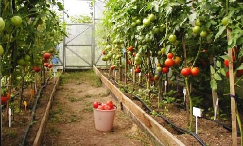 Ефективність завершення поливу помідорів в полікарбонатній теплиці
